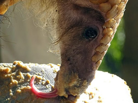 Фото Белобрюхий ящер