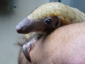 Фото Белобрюхий ящер