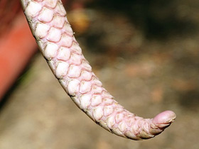 Фото Белобрюхий ящер