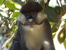 Краснохвостая мартышка Краснохвостая мартышка