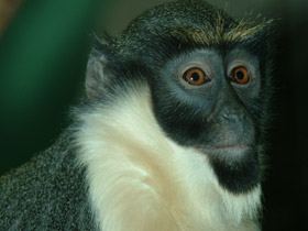 Смотреть фото Мартышка-диана Фото Мартышка-диана