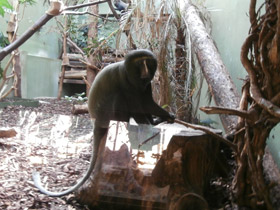 Смотреть фото Совинолицая мартышка Фото Совинолицая мартышка