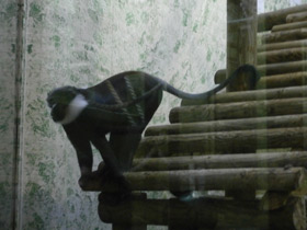 Смотреть фото Бородатая мартышка Фото Бородатая мартышка