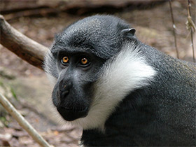 Смотреть фото Бородатая мартышка Фото Бородатая мартышка