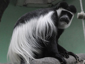 Смотреть фото Восточный колобус Фото Восточный колобус