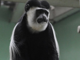 Смотреть фото Восточный колобус Фото Восточный колобус