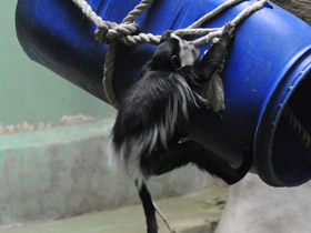 Смотреть фото Восточный колобус Фото Восточный колобус