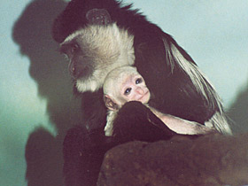 Смотреть фото Восточный колобус Фото Восточный колобус