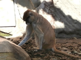 Фото Красная мартышка