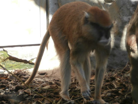 Фото Красная мартышка