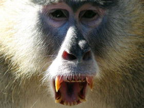 Красная мартышка