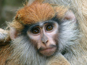 Фото Красная мартышка