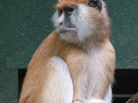 Фото Красная мартышка