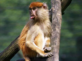 Фото Красная мартышка