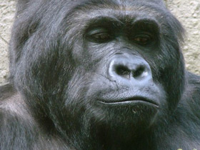 Восточная равнинная горилла