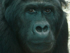 Восточная равнинная горилла Восточная равнинная горилла