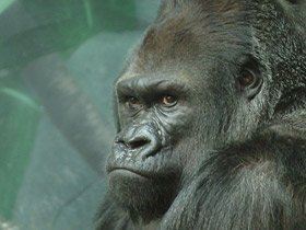 Смотреть фото Западная равнинная горилла Фото Западная равнинная горилла