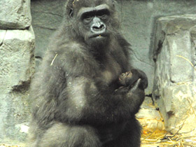 Смотреть фото Западная равнинная горилла Фото Западная равнинная горилла