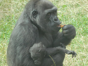 Смотреть фото Западная равнинная горилла Фото Западная равнинная горилла