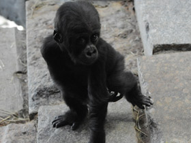 Смотреть фото Западная равнинная горилла Фото Западная равнинная горилла