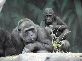 Смотреть фото Западная равнинная горилла Фото Западная равнинная горилла
