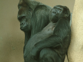 Смотреть фото Западная равнинная горилла Фото Западная равнинная горилла