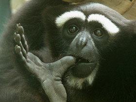 Восточный хулок