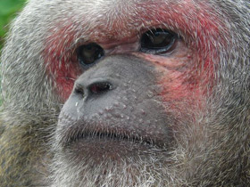 Медвежий макак