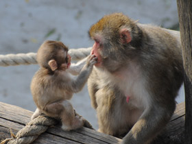 Смотреть фото Японский макак Фото Японский макак