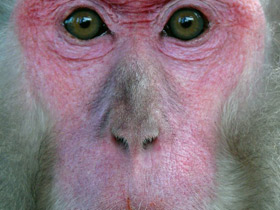 Смотреть фото Японский макак Фото Японский макак