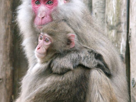 Смотреть фото Японский макак Фото Японский макак