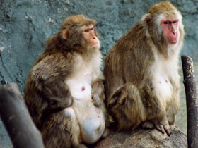 Японский макак