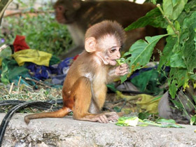 Макак-резус Макак-резус