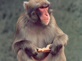 Макак-резус Макак-резус