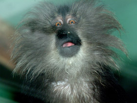 Смотреть фото Львинохвостый макак Фото Львинохвостый макак