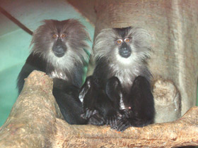 Львинохвостый макак Львинохвостый макак