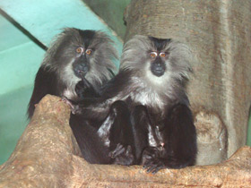 Львинохвостый макак