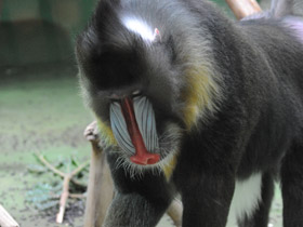 Смотреть фото Мандрил Фото Мандрил