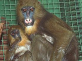 Смотреть фото Мандрил Фото Мандрил