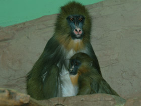 Смотреть фото Мандрил Фото Мандрил