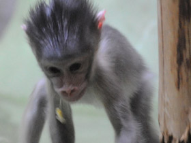 Смотреть фото Мандрил Фото Мандрил