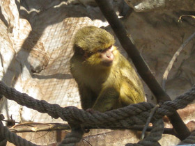 Фото Карликовая мартышка