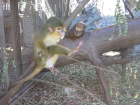 Фото Карликовая мартышка