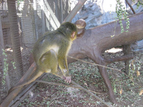 Фото Карликовая мартышка