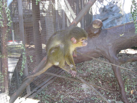 Фото Карликовая мартышка