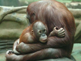 Суматранский орангутан