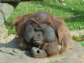 Смотреть фото Борнейский орангутан Фото Борнейский орангутан