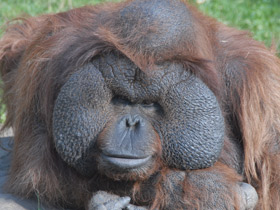 Смотреть фото Борнейский орангутан Фото Борнейский орангутан