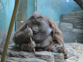 Смотреть фото Борнейский орангутан Фото Борнейский орангутан