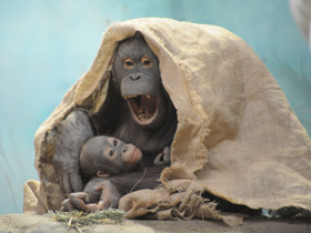 Борнейский орангутан